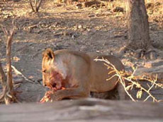 Randonnées à cheval en Namibie sur des purs-sangs Arabes