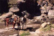 Randonnées à cheval en Namibie sur des purs-sangs Arabes