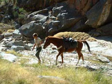 Randonnées à cheval en Namibie sur des purs-sangs Arabes