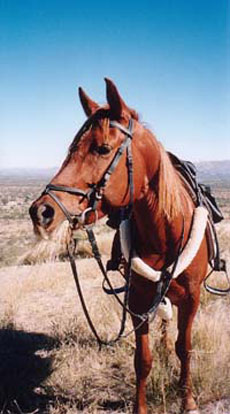 Randonnées à cheval en Namibie - Afrique - sur des purs-sangs Arabes