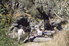 Randonnées à cheval en Namibie sur des purs-sangs Arabes