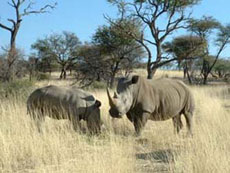 Safari équestre en Namibie sur des purs-sangs Arabes