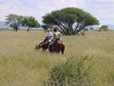 Voyage équestre en Namibie sur des purs-sangs Arabes