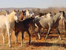 Voyages équestres en Namibie sur des purs-sangs Arabes