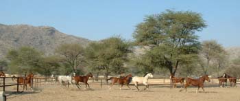Randonnées équestres en Namibie - Afrique - sur des purs-sangs Arabes