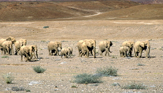 Randonnée équestre en Namibie séjour en famille - RANDOCHEVAL