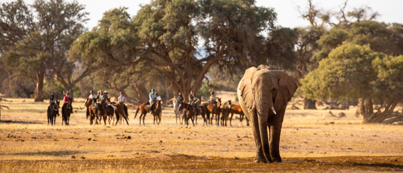 Namibie - Safari éléphants du Damaraland - RANDO CHEVAL