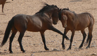 Randonnée équestre en Namibie séjour en famille - RANDOCHEVAL