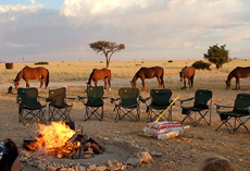 Namibie - Safari éléphants du Damaraland - RANDO CHEVAL