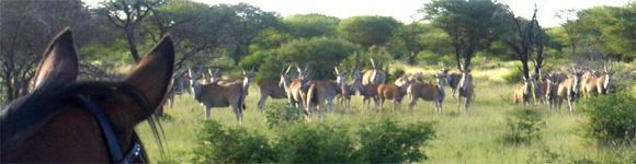 NAMIBIE - Safari à cheval dans une réserve privée - RANDO CHEVAL