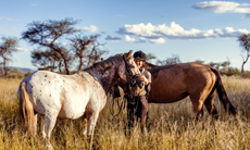 Randonnée à cheval - Un voyage Rando Cheval