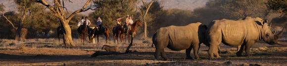 Namibie - Safari dans une réserve priéve sur pur-sang arabes - RANDOCHEVAL
