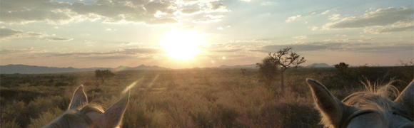 Namibie - Safari dans une réserve priéve sur pur-sang arabes - RANDOCHEVAL