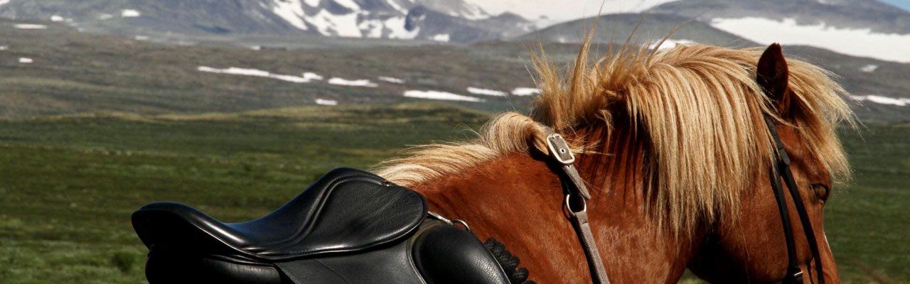 Voyage à cheval - Randonnée équestre organisée par Randocheval