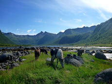Randonnée équestre à Dovrefjell en Norvège - Randocheval