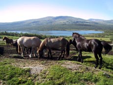 Galop dans le lac - Norvège - Randocheval