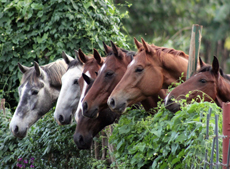 Voyage à cheval - Randonnée équestre organisée par Randocheval