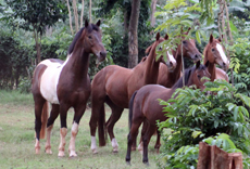 Voyage à cheval - Randonnée équestre organisée par Randocheval