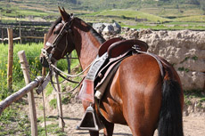 Rando Cheval au Pérou - Voyage à cheval