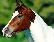 Rando Cheval au Pérou dans la Vallée Sacrée - Voyage à cheval