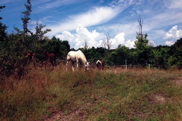 randonnée à cheval poitou - randonnée ado - randocheval/absolu voyage