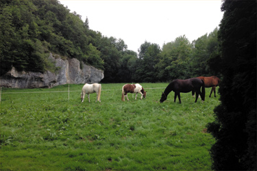 randonnée à cheval poitou - randonnée ado - randocheval/absolu voyage