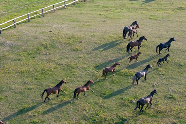 Rando Cheval - Voyage à cheval