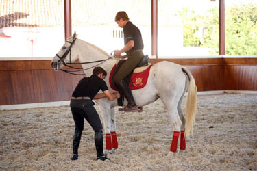 Voyage à cheval - Stage de perfectionnement saut d\'obstacle et dressage