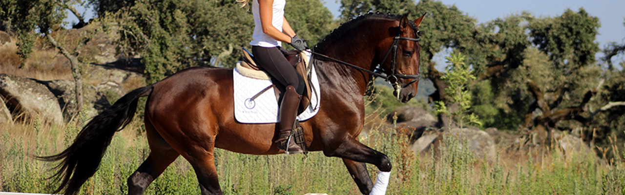 Rando Cheval - Voyage &agrave; cheval en Mongolie