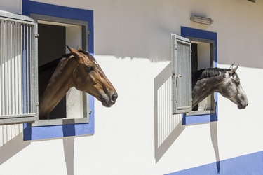 Rando Cheval au Portugal - Voyage à cheval et stage de dressage