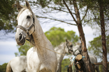 Cheval ibérique en Catalogne avec RANDOCHEVAL