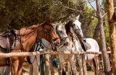 Voyage à cheval aux Baléares à Minorque - Randonnée équestre organisée par Randocheval