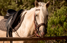 Voyage à cheval aux Baléares à Minorque - Randonnée équestre organisée par Randocheval