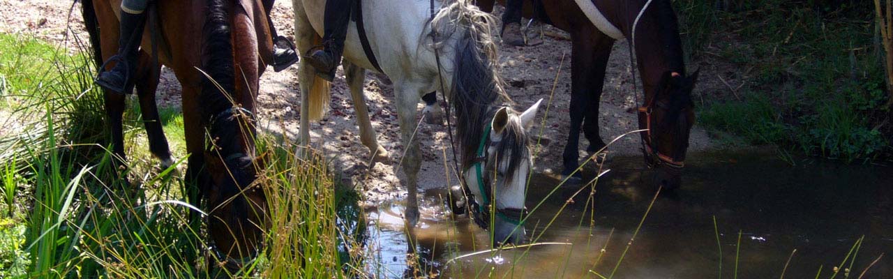 Rando Cheval, spécialise du voyage et de l'aventure à cheval