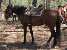 Aventure et Voyage à cheval au Portugal pour la fête de Golega - Randonnée équestre organisée par Randocheval