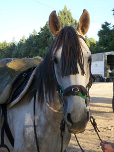 Aventure et Voyage à cheval au Portugal pour la fête de Golega - Randonnée équestre organisée par Randocheval