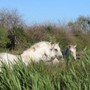 Rando Cheval - Voyage à cheval