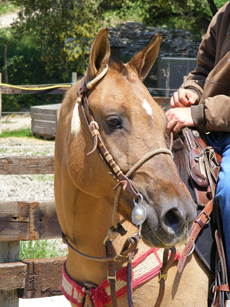 Randonnée équestre, Provence, Alpilles - RANDOCHEVAL