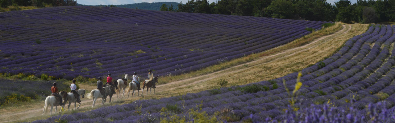 Randonnée équestre Haute Provence - RANDOCHEVAL