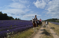 Randonnée équestre, Haute Provence, France - RANDOCHEVAL