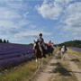 Randonnée équestre, Haute Provence, France - RANDOCHEVAL