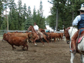 Album photos et carnet de voyage de notre séjour au Ranch éthologique de Kalispelle dans le Montana (Etats Unis - USA) - Rando Cheval / Absolu Voyages