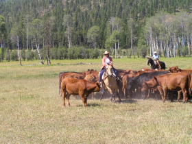 Album photos et carnet de voyage de notre séjour au Ranch éthologique de Kalispelle dans le Montana (Etats Unis - USA) - Rando Cheval / Absolu Voyages