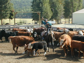 Album photos et carnet de voyage de notre séjour au Ranch éthologique de Kalispelle dans le Montana (Etats Unis - USA) - Rando Cheval / Absolu Voyages