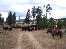Album photos et carnet de voyage de notre séjour au Ranch éthologique de Kalispelle dans le Montana (Etats Unis - USA) - Rando Cheval / Absolu Voyages