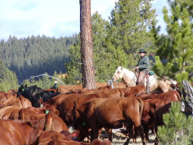 Album photos et carnet de voyage de notre séjour au Ranch éthologique de Kalispelle dans le Montana (Etats Unis - USA) - Rando Cheval / Absolu Voyages