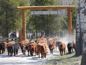 Album photos et carnet de voyage de notre séjour au Ranch éthologique de Kalispelle dans le Montana (Etats Unis - USA) - Rando Cheval / Absolu Voyages