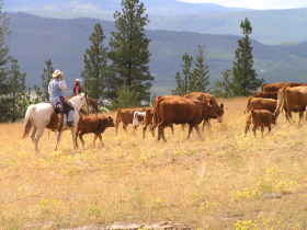 Séjour dans un ranch aux Etats-Unis, prés de Kalispell - randocheval / Absolu Voyages