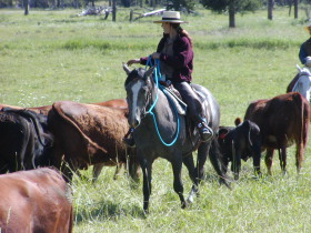 Album photos et carnet de voyage de notre séjour au Ranch éthologique de Kalispelle dans le Montana (Etats Unis - USA) - Rando Cheval / Absolu Voyages