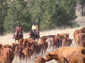 Album photos et carnet de voyage de notre séjour au Ranch éthologique de Kalispelle dans le Montana (Etats Unis - USA) - Rando Cheval / Absolu Voyages